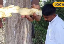 चमत्कारी पेड़! दिल, शुगर और सांस की बीमारियों का दुश्मन है इस पेड़ की छाल, इसमें छिपा औषधि का खजाना