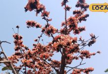 शरीर के लिए संजीवनी से कम नहीं यह खूबसूरत फूल, डायबिटीज से लेकर पेट की बीमारियों के लिए रामबाण