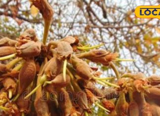 जान गए महुआ के ये फायदे, खोजते रहेंगे इसे खाने के बहाने