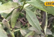 рдХрдИ рдмреАрдорд╛рд░рд┐рдпреЛрдВ рдореЗрдВ рд░рд╛рдордмрд╛рдг рдпреЗ рд╣рд░реА рд╕рдмреНрдЬреА, рдорд┐рд▓рддреА рд╣реИ рд╕рд┐рд░реНрдл рджреЛ рдорд╣реАрдиреЗ