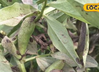 कई बीमारियों में रामबाण ये हरी सब्जी, मिलती है सिर्फ दो महीने