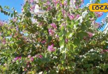 औषधीय गुणों का खजाना है ये पेड़, कई बीमारियों के लिए रामबाण, पहाड़ों के लोग बनाते हैं आचार और चटनी