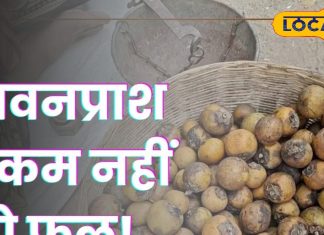 ताकत के मामले में च्यवनप्राश से कम नहीं ये फल… सिर्फ मार्च-अप्रैल में मिलता है, जानें क्या है खूबी!