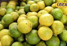 Lemon Price Hike: नींबू ने लोगों के दांत किए खट्टे , आसमान छू रहे भाव, लोगों ने बनाई दूरी