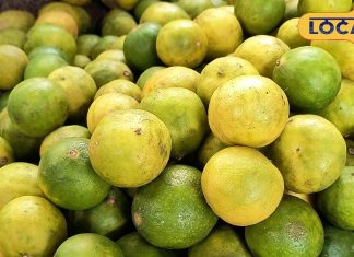 Lemon Price Hike: नींबू ने लोगों के दांत किए खट्टे , आसमान छू रहे भाव, लोगों ने बनाई दूरी