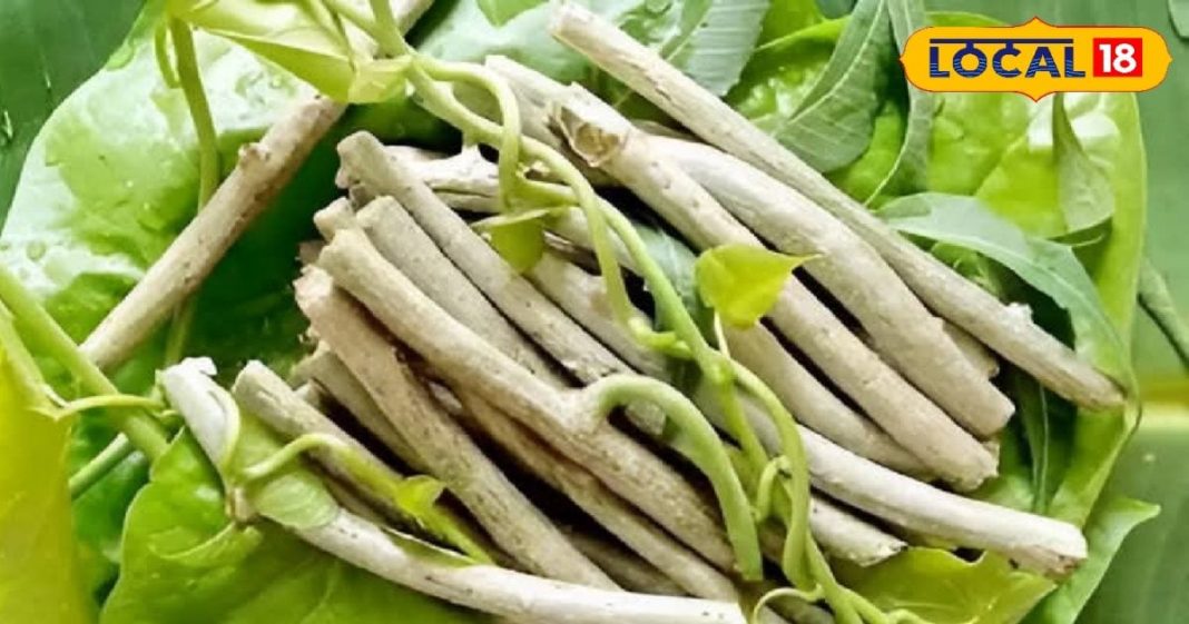 इस एक औषधि का करें इस्तेमाल, सर्दी-जुकाम जैसी हर बीमारी रहेगी दूर; गिनते रह जाएंगे फायदे