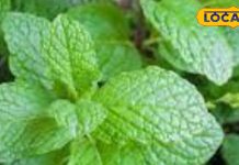 सिर और दांत दर्द से लेकर गैस की समस्या तक में फायदेमंद है यह ‘ठंडी’ चीज