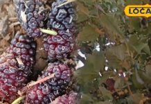 Healthy Fruit: शहतूत का फल उपचार और रेषापालन के लिए कारगर, पेट की पथरी के लिए असरदार, खाकर कहेंगे ‘वाह, क्या स्वाद है’