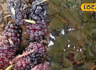 Healthy Fruit: शहतूत का फल उपचार और रेषापालन के लिए कारगर, पेट की पथरी के लिए असरदार, खाकर कहेंगे ‘वाह, क्या स्वाद है’