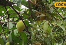 Health Benefits: एक नहीं 36 बीमारियों का तोड़ है सतालु, कैंसर जैसी बीमारियों के लिए है काल, खेती करने में भी मुनाफे का सौदा