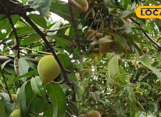 Health Benefits: एक नहीं 36 बीमारियों का तोड़ है सतालु, कैंसर जैसी बीमारियों के लिए है काल, खेती करने में भी मुनाफे का सौदा