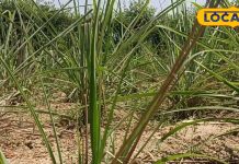 बेहद चमत्कारी है घास जैसा दिखने वाला यह पौधा! तनाव से लेकर सूजन तक को कर देगा छूमंतर, ऐसे करें सेवन