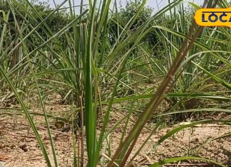 बेहद चमत्कारी है घास जैसा दिखने वाला यह पौधा! तनाव से लेकर सूजन तक को कर देगा छूमंतर, ऐसे करें सेवन