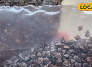 नवरात्रि व्रत के लिए ऊगल का आटा: उत्तराखंड का पारंपरिक विकल्प