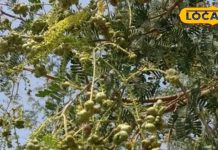 मेवा से कम नहीं है खेजड़ी पेड़ पर लगने वाली यह फली, छिपा है पोषक तत्वों का खजाना, फायदे जान हो जाएंगे हैरान