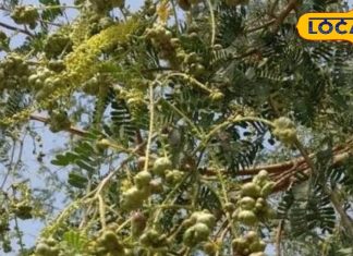 मेवा से कम नहीं है खेजड़ी पेड़ पर लगने वाली यह फली, छिपा है पोषक तत्वों का खजाना, फायदे जान हो जाएंगे हैरान