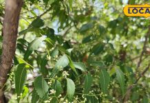 Neem Flowers health benefits know here – Bharat.one हिंदी