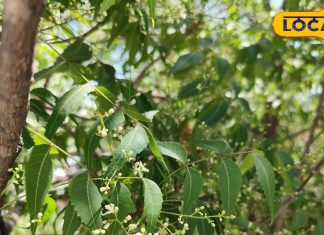 Neem Flowers health benefits know here – Bharat.one हिंदी
