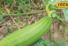 इस पौधे के फल, बीज और पत्ते किसी मेडिसिन से नहीं है कम, इसके इस्तेमाल से दूर होते हैं डायबिटीज और कुष्ठ जैसे रोग