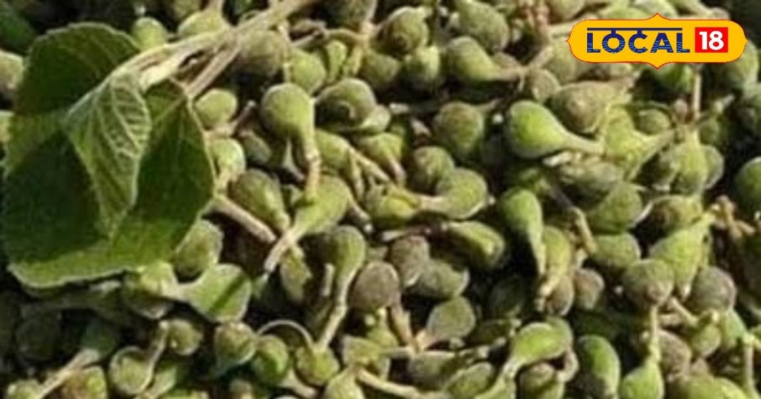 जंगल से बाहर आने लगीं पहाड़ी सब्जियां, सिर्फ गर्मी में नसीब होती हैं, आयुर्वेद मानता है ताकत का खजाना