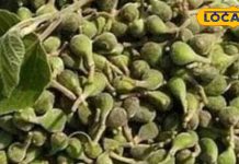 जंगल से बाहर आने लगीं पहाड़ी सब्जियां, सिर्फ गर्मी में नसीब होती हैं, आयुर्वेद मानता है ताकत का खजाना