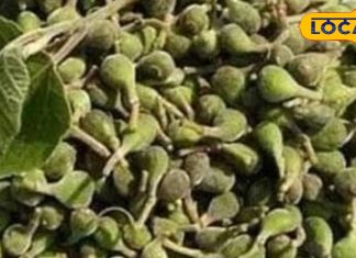 जंगल से बाहर आने लगीं पहाड़ी सब्जियां, सिर्फ गर्मी में नसीब होती हैं, आयुर्वेद मानता है ताकत का खजाना