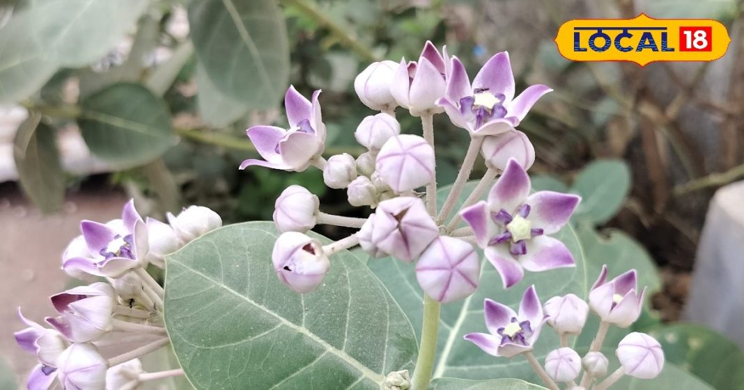 औषधीय गुणों की खान है इस पौधे का दूध और फूल-पत्तियां, कई बीमारियों के लिए है रामबाण उपाय, जानें सेवन विधि