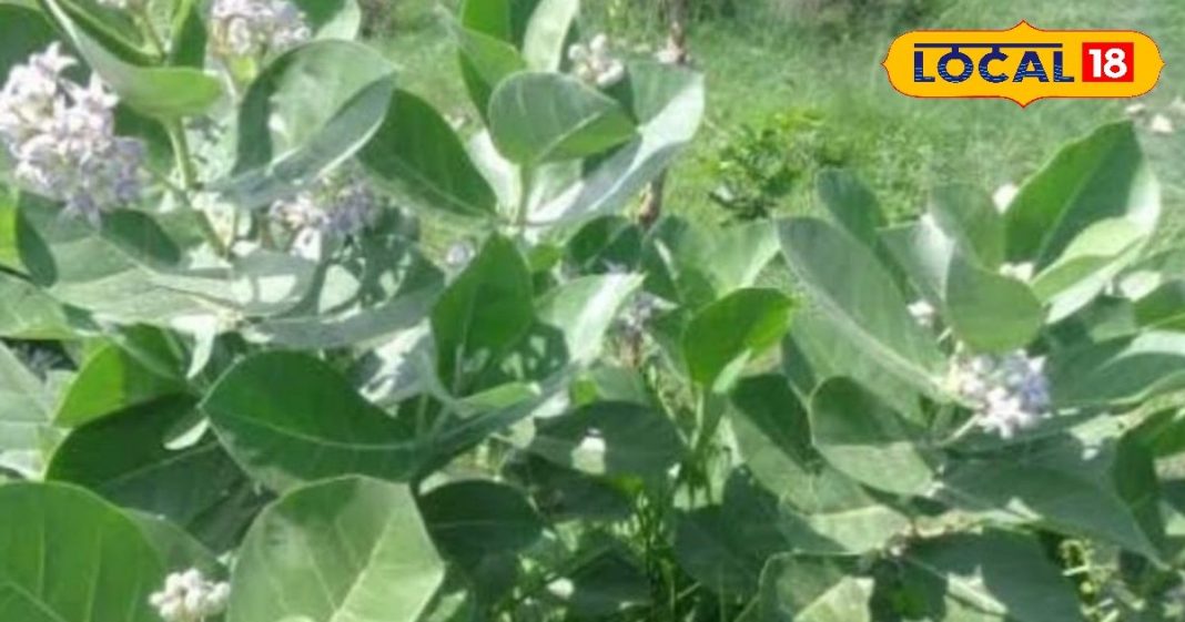 फायदेमंद है यह पौधा, जोड़ों के दर्द से लेकर स्किन प्रॉब्लम तक करता है दूर