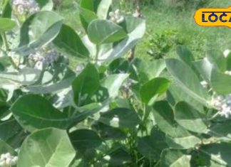 फायदेमंद है यह पौधा, जोड़ों के दर्द से लेकर स्किन प्रॉब्लम तक करता है दूर