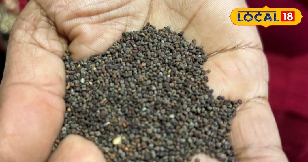 नहीं आता खाना बनाना, इस पहाड़ी सरसों से लगा दें तड़का, महक उठेगा पूरा किचन