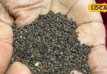 नहीं आता खाना बनाना, इस पहाड़ी सरसों से लगा दें तड़का, महक उठेगा पूरा किचन