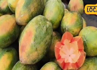 Papaya ke fayde: आंख, स्क्रीन और बालों की समस्या से मिलेगा छुटकारा, कई बीमारियों की है दवा, ये लोग रहें दूर