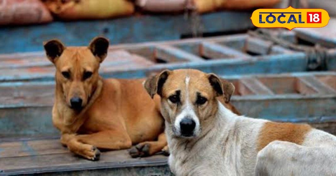 हिमाचल में आई खौफनाक बीमारी…मनपसंद खाने को कर रहे इग्नोर, लगी है दस्त, कर रहे उल्टी