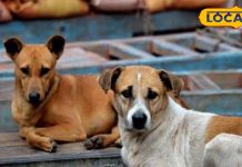 हिमाचल में आई खौफनाक बीमारी…मनपसंद खाने को कर रहे इग्नोर, लगी है दस्त, कर रहे उल्टी