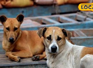 हिमाचल में आई खौफनाक बीमारी…मनपसंद खाने को कर रहे इग्नोर, लगी है दस्त, कर रहे उल्टी