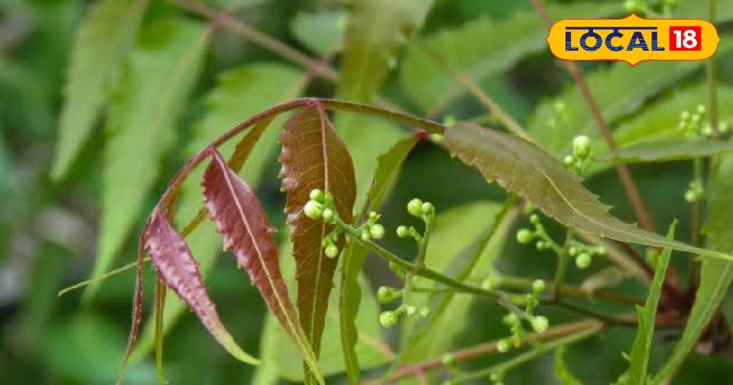 औषधीय गुणों का खजाना है यह पेड़, कहलाता है ‘हकीम का सरदार’, स्वस्थ जीवन के लिए है बेहद फायदेमंद