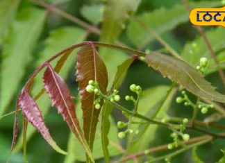 औषधीय गुणों का खजाना है यह पेड़, कहलाता है ‘हकीम का सरदार’, स्वस्थ जीवन के लिए है बेहद फायदेमंद
