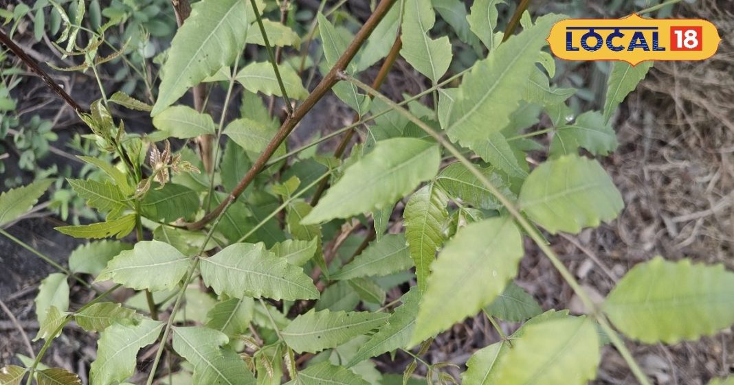 Ayurveda benefits of neem patta cure of many Disease