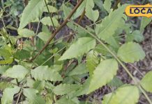 Ayurveda benefits of neem patta cure of many Disease