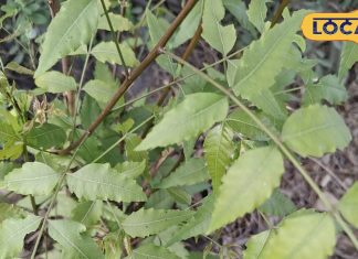 Ayurveda benefits of neem patta cure of many Disease