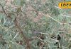इस कांटे वाले पेड़ की छाल, गोंद, फली औषधि, दांत, हड्डी, घुटना और किडनी सब रहेंगे फिट, जानें कैसे