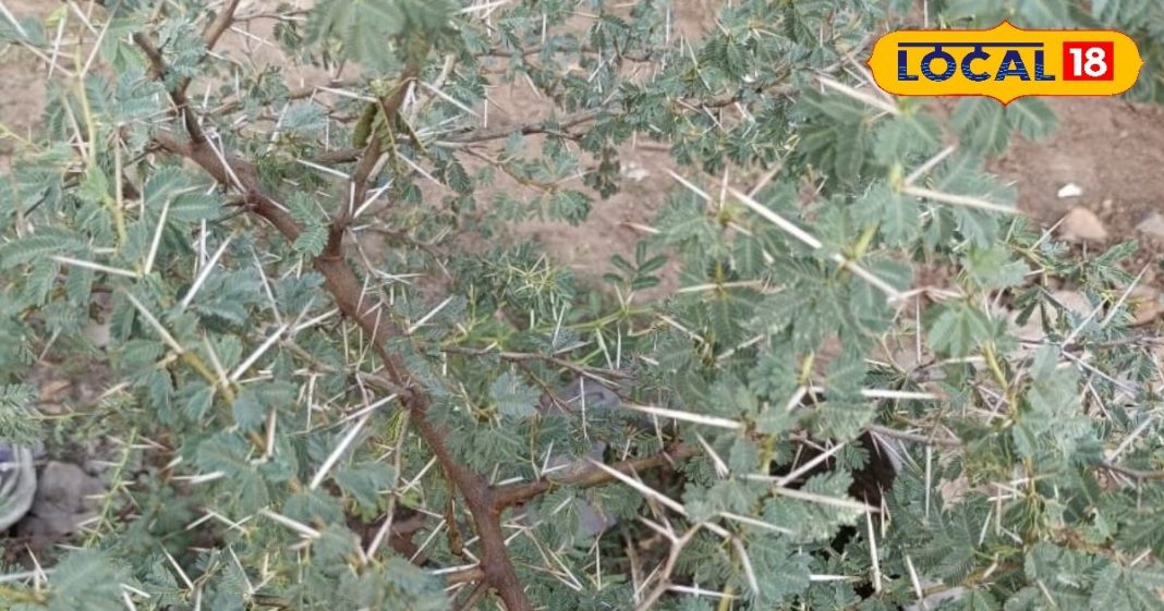 इस कांटे वाले पेड़ की छाल, गोंद, फली औषधि, दांत, हड्डी, घुटना और किडनी सब रहेंगे फिट, जानें कैसे