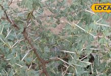 इस कांटे वाले पेड़ की छाल, गोंद, फली औषधि, दांत, हड्डी, घुटना और किडनी सब रहेंगे फिट, जानें कैसे