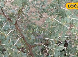 इस कांटे वाले पेड़ की छाल, गोंद, फली औषधि, दांत, हड्डी, घुटना और किडनी सब रहेंगे फिट, जानें कैसे