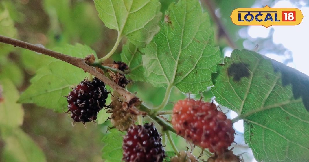 बेहद करामाती है यह पौधा, फल-पत्ते, छाल सब औषधि, पेट की बीमारियों को चुटकियों में कर देता है छूमंतर