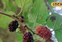 बेहद करामाती है यह पौधा, फल-पत्ते, छाल सब औषधि, पेट की बीमारियों को चुटकियों में कर देता है छूमंतर