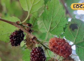 बेहद करामाती है यह पौधा, फल-पत्ते, छाल सब औषधि, पेट की बीमारियों को चुटकियों में कर देता है छूमंतर