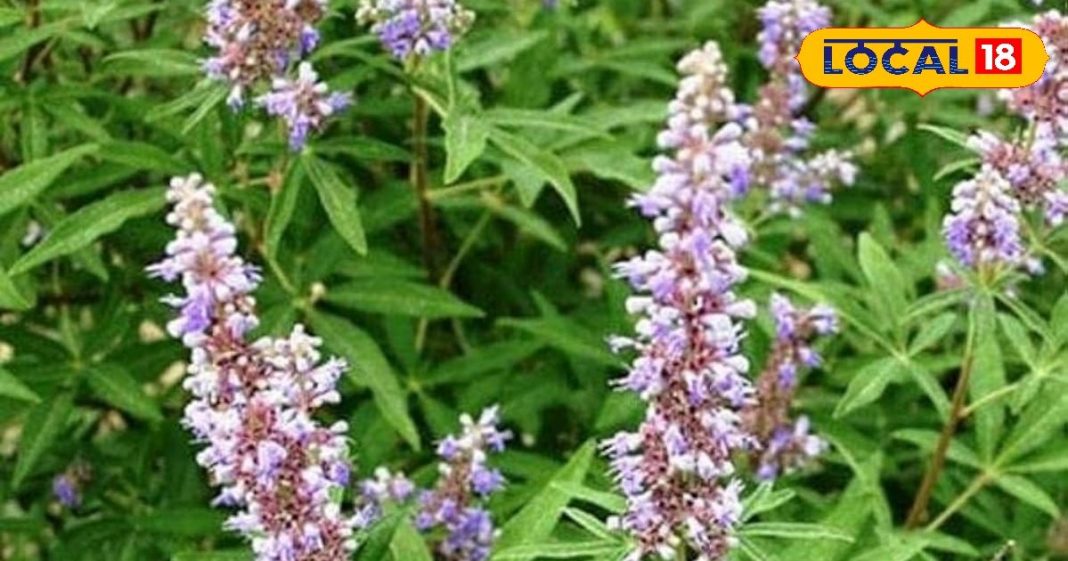 पहाड़ों का चमत्कारी पौधा! पैरालिसिस जैसी गंभीर बीमारी को करता है ठीक, सूजन, दर्द और संक्रमण को भी करता है दूर
