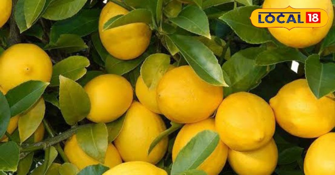 वजन घटाए, खून साफ करे और किडनी स्टोन न होने दे, कई रोगों में रामबाण है ये खट्टा-मीठा फल