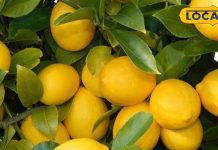 वजन घटाए, खून साफ करे और किडनी स्टोन न होने दे, कई रोगों में रामबाण है ये खट्टा-मीठा फल